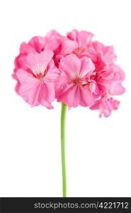 pink geranium flower isolated