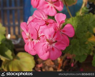 Pink Geranium flower. Pink Geranium (Geraniales) aka cranesbill flower detail