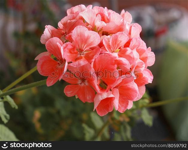 Pink Geranium flower. Pink Geranium (Geraniales) aka cranesbill flower - focus on flower, blurred background