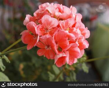 Pink Geranium flower. Pink Geranium (Geraniales) aka cranesbill flower - focus on flower, blurred background