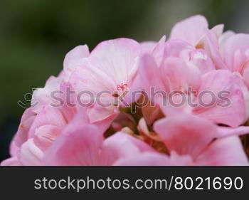 Pink geranium in close up, horizontal image