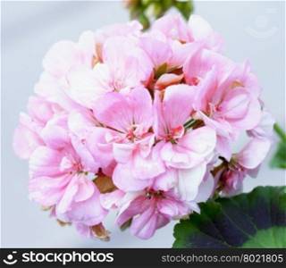 Pink geranium in close up, horizontal image