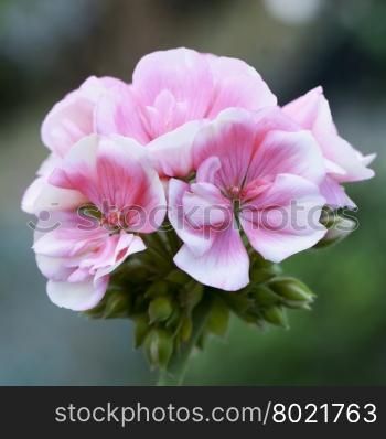 Pink geranium in close up, square image