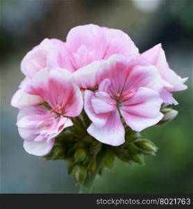 Pink geranium in close up, square image