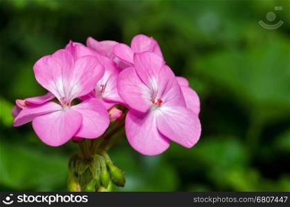 Pink Geranium ( Palargonium x hortorum ) flowers