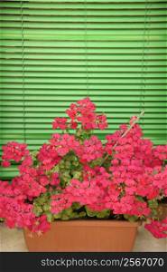 Pink geraniums in window sill with bright green blinds in background.
