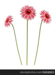 pink gerbera daisies flowers isolated on white background