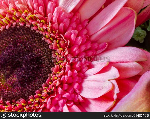 Pink Gerbera Daisy close-up viewed from the top and residing on the left side of the frame