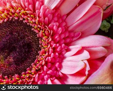 Pink Gerbera Daisy close-up viewed from the top and residing on the left side of the frame