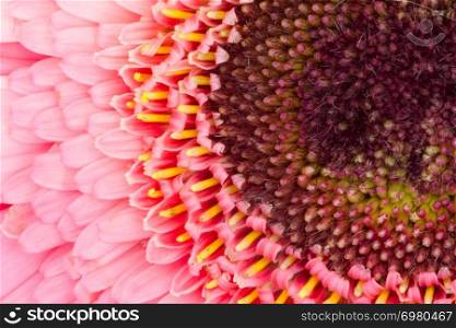 Pink Gerbera Daisy close-up viewed from the top and residing on the right side of the frame