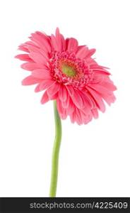 Pink gerbera daisy flower isolated on white background.