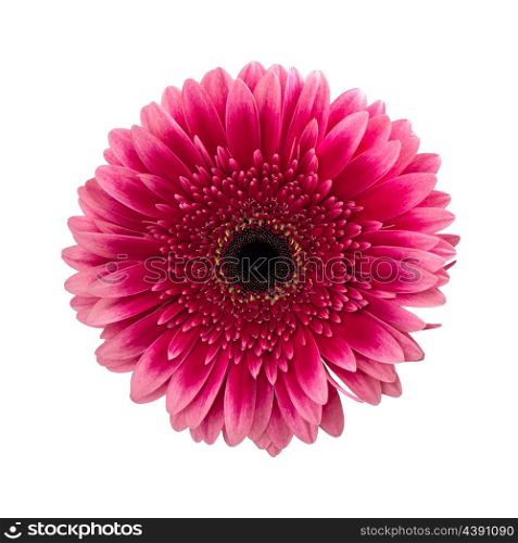 Pink gerbera daisy flower isolated on white background