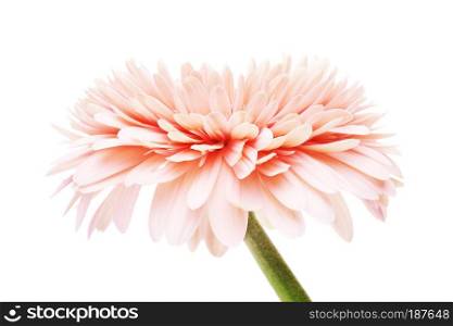 pink gerbera daisy flower, isolated on white background. Pink Gerbera Daisy