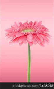 Pink gerbera daisy flower on pink background.