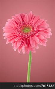 Pink gerbera daisy flower on pink background.