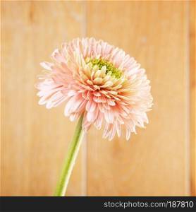 pink gerbera daisy flower on wooden background. Pink Gerbera Daisy