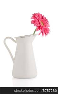 Pink gerbera daisy flower white ceramic jar on white background.