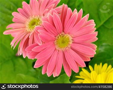 pink gerbera daisy flowers , close up shot