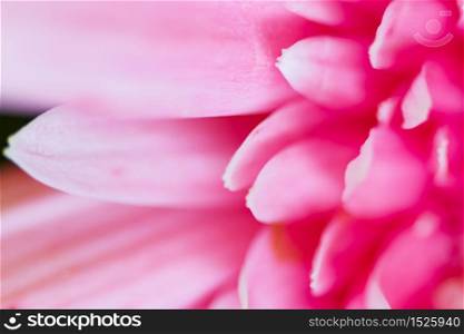 Pink Gerbera Daisy Petals close-up deliberately partially blurred suitable as Background, Backdrop, or Wallpaper.