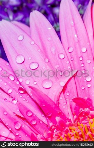 Pink Gerbera Daisy petals close-up with water droplets viewed from above suitable as Background, Backdrop, or Wallpaper.