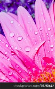 Pink Gerbera Daisy petals close-up with water droplets viewed from above suitable as Background, Backdrop, or Wallpaper.