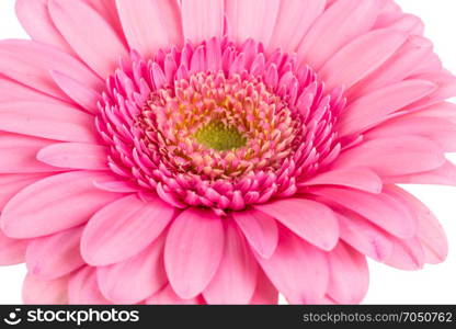 Pink Gerbera flower blossom - close up details spring time photo