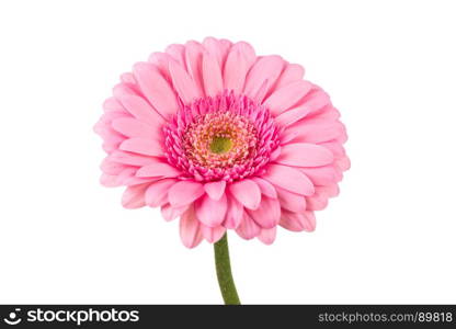 Pink Gerbera flower blossom - close up details spring time photo