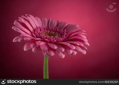 Pink Gerbera flower blossom - close up shot photo details spring time