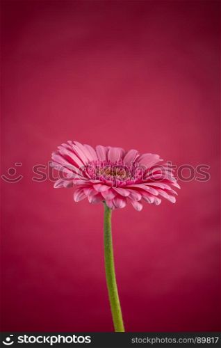 Pink Gerbera flower blossom - close up shot photo details spring time