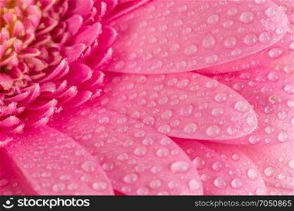 Pink Gerbera flower blossom with water drops - close up shot photo details spring time