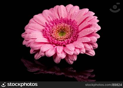 Pink Gerbera flower blossom with water drops - close up shot photo details spring time