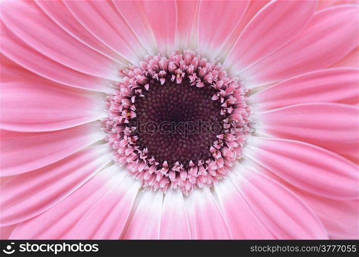 pink gerbera flower closeup background