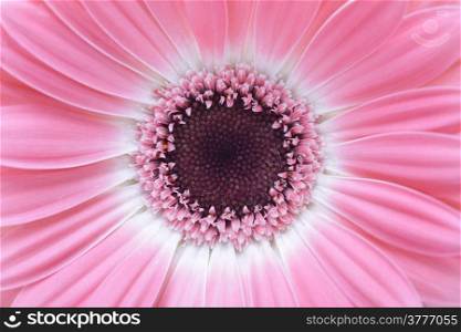 pink gerbera flower closeup background