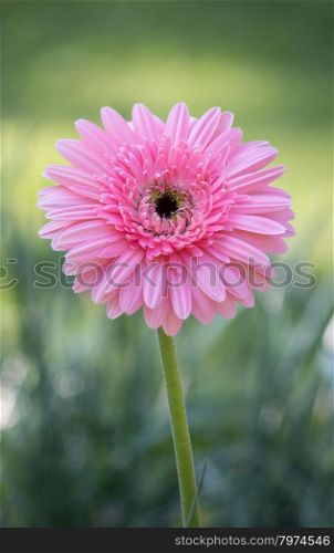 pink gerbera flower in a garden