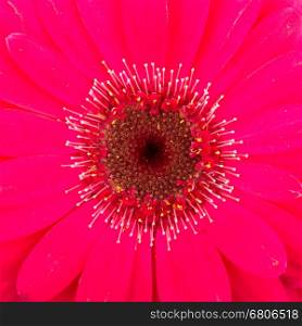 Pink gerbera flower isolated on a white background