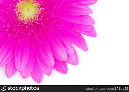pink gerbera flower isolated on white
