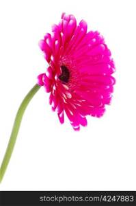 pink gerbera flower isolated on white