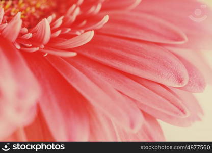 Pink Gerbera Flower Petals Abstract Macro