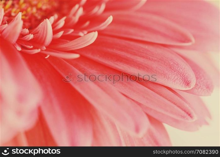 Pink Gerbera Flower Petals Abstract Macro