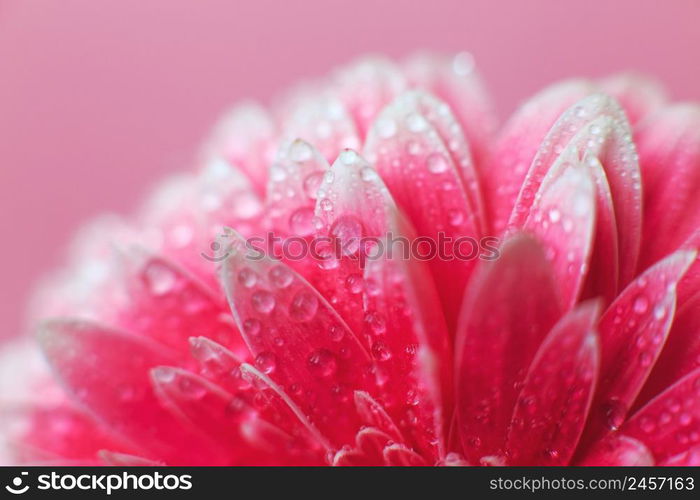 Pink Gerbera flower petals with drops of water, macro on flower. Beautiful abstract background. Pink Gerbera flower petals with drops of water, macro on flower, beautiful abstract background