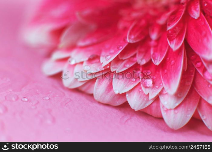 Pink Gerbera flower petals with drops of water, macro on flower. Beautiful abstract background. Pink Gerbera flower petals with drops of water, macro on flower, beautiful abstract background