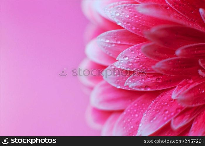Pink Gerbera flower petals with drops of water, macro on flower. Beautiful abstract background. Pink Gerbera flower petals with drops of water, macro on flower, beautiful abstract background
