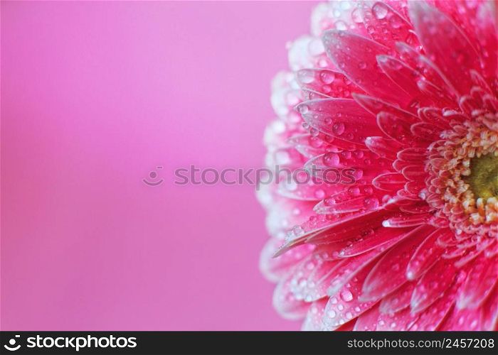Pink Gerbera flower petals with drops of water, macro on flower. Beautiful abstract background. Pink Gerbera flower petals with drops of water, macro on flower, beautiful abstract background
