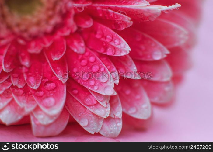 Pink Gerbera flower petals with drops of water, macro on flower. Beautiful abstract background. Pink Gerbera flower petals with drops of water, macro on flower, beautiful abstract background