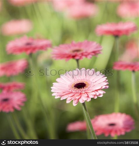 pink gerbera flower with other flowers in out of focus background