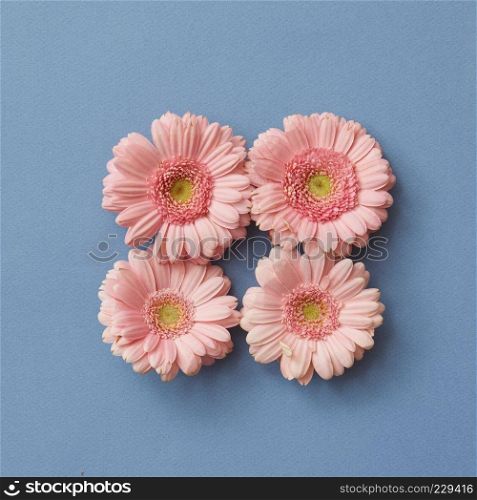 Pink gerbera flowers in the shape of a square, a figure with a tetris game on a blue paper background. Flat lay.. Pink gerbera flowers in the shape of a square, on a pink paper background.