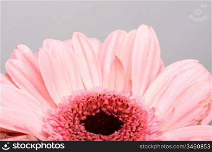 Pink gerbera on white macro closeup