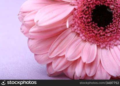 Pink gerbera on white macro closeup