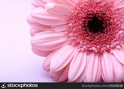 Pink gerbera on white macro closeup