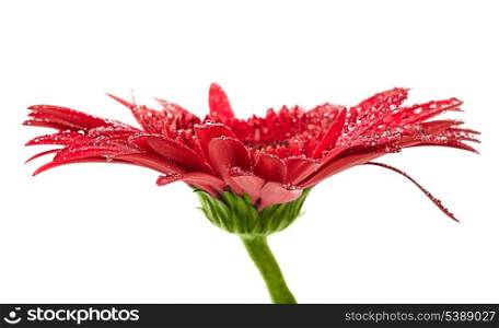 Pink gerbera with macro drops of water on white background